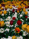 Tulips in St. James's Park, London, United Kingdom, England