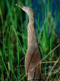 Pond Heron or Paddybird in Breeding Plumage Among Reeds, Kanha National Park, India