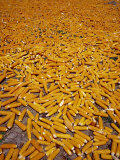 Buy Corn Cobs Ripening on the Ground, Ilocos Sur, Philippines at AllPosters.com