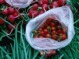 Buy Fresh Radishes and Cherry Tomatoes for Sale at Salamanca Market, Hobart, Tasmania, Australia at AllPosters.com