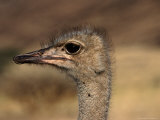 Ostrich's Head, Central Highland, Namibia