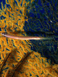 Buy Trumpetfish Against Sea Fan (Aulostomus Chinensis), at AllPosters.com