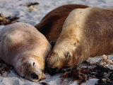 Three Sleeping Sea Lions (Neophoca Cinere)On South Coast Beach, Kangaroo Island, Australia