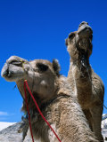 Camels for Hire at Stockton Sand Dunes, Newcastle, New South Wales, Australia