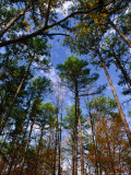 Buy Looking Skywards Through Trees, Shawnee State Forest, USA at AllPosters.com