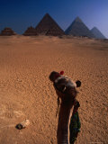 Buy Camel Looking at Pyramids, Giza, Egypt at AllPosters.com