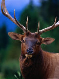 Elk (Cervus Elaphus), Jasper National Park, Alberta, Canada