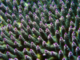 Purple Tips of Hardcoral (Acropora Sp ), Australia