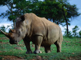 White Rhino, Cecil Kop Nature Reserve, Zimbabwe