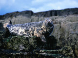 Atlantic Grey Seal (Halichoerus Grypus) on Rocks, Farne Islands, United Kingdom