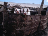Pigs Looking Out of Pen, Ilave, Puno, Peru