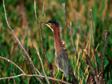 Great Heron (Butorides Virescens), USA