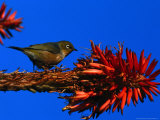 Buy Silvereye Bird Perched on a Red Hot Poker Plant, Leigh, New Zealand at AllPosters.com