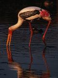Buy Painted Stork (Ibis Leucocephalus), Sri Lanka at AllPosters.com