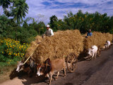 Buy A Convoy of Ox Carts Laden with Fodder, on the Road to Bagan, Bagan, Myanmar (Burma) at AllPosters.com