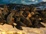 Pod of Cape Fur Seals (Arctocephalus Pusillus) Basking on Rocks in the Sunlight, South Africa