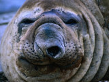 Close-Up of Homer the Southern Elephant Seal (Mirounga Leonina), Gisborne, New Zealand