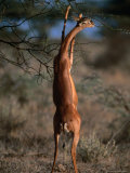 Buy Gerenuk (Litocranius Walleri) Feeding, Samburu National Reserve, Kenya at AllPosters.com