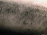 Buy Trees in Fog at Goulias Point, Lake Superior, Ontario, Canada at AllPosters.com