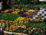 Flower Seller at the Misir Carsisi, or Egyptian Bazaar, Istanbul, Turkey Photographic Print