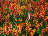 Red Wattlebird on Kangaroo Paw in Kings Park, Perth, Australia
