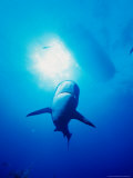 A Shark Circles at Shark Junction, South of the Bell Channel Entrance to Port Lucaya, Bahamas