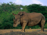 Buy White Rhinoceros (Ceratotheruefn Semum), Hluhluwe-Umfolozi Park, South Africa at AllPosters.com