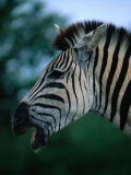 Portrait of Common Zebra (Equus Quagga), Hluhluwe-Umfolozi Park, South Africa