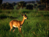 Buy Oribi (Ourebia Ourebi) Standing in Grass, Murchison Falls National Park, Uganda at AllPosters.com