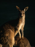 Kangaroo at Night, Anglesea, Australia
