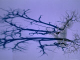 Buy Trees in Frozen Lake Pueblo Throw Long Shadows Over the Snow, Colorado, USA at AllPosters.com