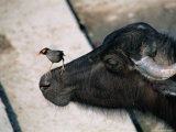 Buffalo with Common Myna (Acridotheres Tristis), Varanasi, India