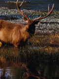 Buy Sambar Deer (Cervus Unicolor), Sri Lanka at AllPosters.com