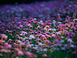 Buy Field of Wildflowers, Australia at AllPosters.com