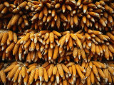 Bunches of Corn Cobs Drying, Thailand