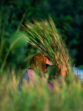 Buy Woman Harvesting Rice, Indonesia at AllPosters.com