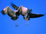 Demoiselle Cranes (Anthropoides Virgo) Landing Near Khichan, India