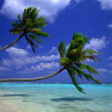 Buy Palm Trees Overhanging the Shallows, Maldives at AllPosters.com