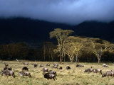 Low Cloud Hangs Over Zebra and Wildebeest at Ngorongoro Crater, Arusha, Tanzania