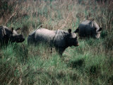 Asian One-Horned Rhinoceros (Rhinoceros Unicornis), Royal Chitwan National Park, Nepal