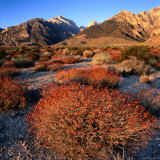 Buy Wild Sage Growing in Wilderness Area of Mt. Williamson, Eastern Sierra Nevada, Owens Valley, USA at AllPosters.com