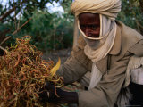Man from Maradi Showing Australian Acacia Seeds Used for Food, Maradi, Niger