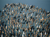 Buy Ducks on the Water, Amarapura, Mandalay, Myanmar (Burma) at AllPosters.com
