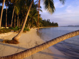 Buy Palm Trees on Beach, Thailand at AllPosters.com