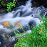Buy Stream and Indian Paintbrush(Castilleja Linariaefolia) Flowers in the Sierra Nevada, USA at AllPosters.com