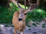 Deer (Odocoileus Hemionus), Rocky Mountain National Park, United States of America