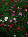 Cosmos Flowers in Bloom, Tono, Tohoku, Japan,