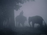 Elephants in Morning Mist Near Sauraha, Royal Chitwan National Park, Narayani, Nepal