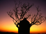 Tree in Sunset Silhouette, Hampi, Karnataka, India