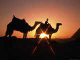 Camels and Pyramids in Background, Cairo, Egypt